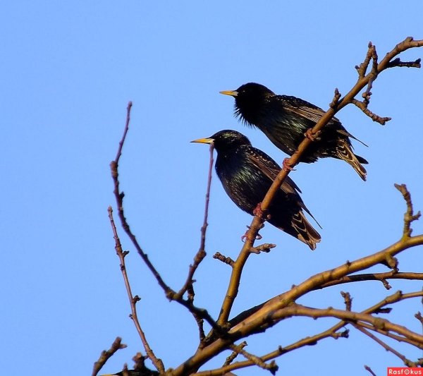 Весна птицы прилетели