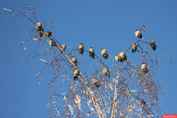 Птицы возвращаются