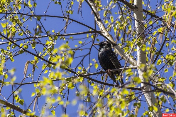 Птицы прилетают с Юга