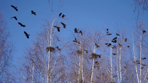 Скворец в скворечнике