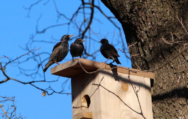 Скворцы прилетели