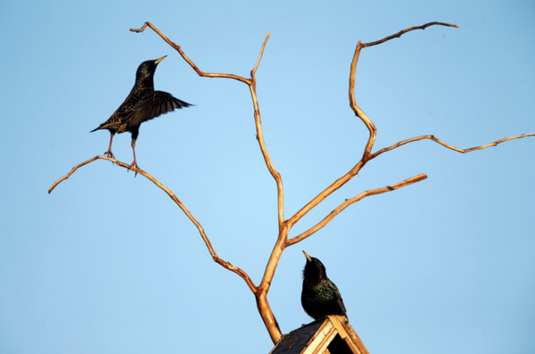 Грачиные гнезда на деревьях