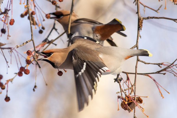 Птицы прилетели