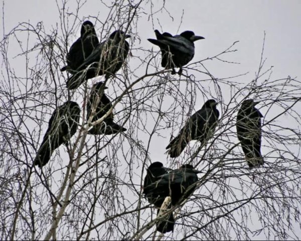 Весенний прилет Скворцов