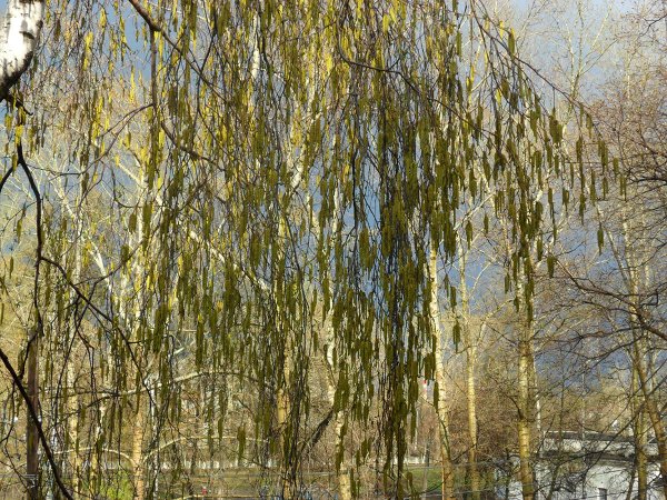 Поздняя Весна