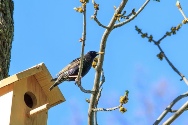 Стая светлогрудых Дроздов