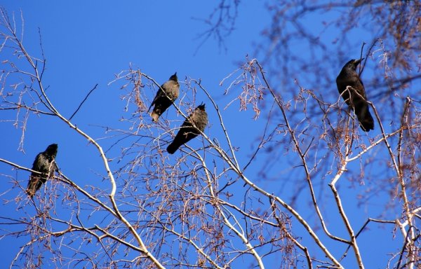 Весна птицы прилетели