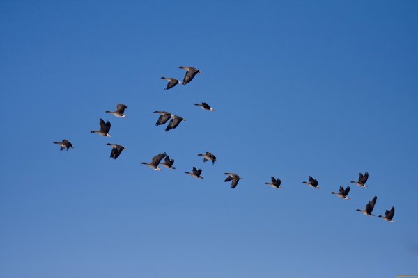 Стая грачей