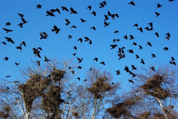 Март Грачи прилетели