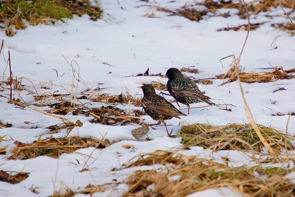 Весна прилет птиц
