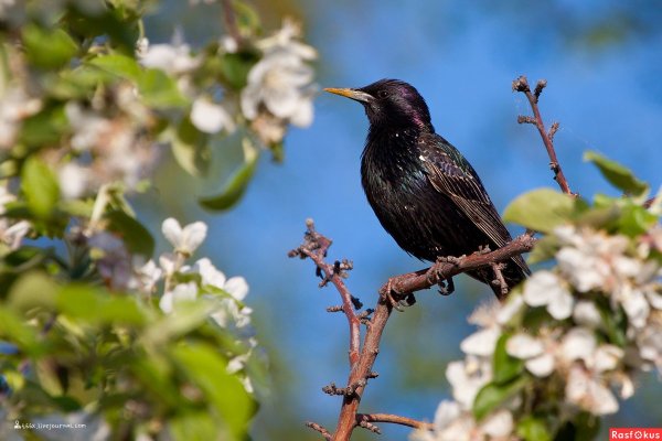 Картина птицы прилетели