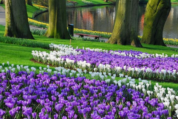 Keukenhof Tulip Garden