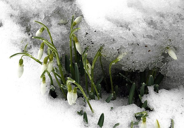 Подснежник после зимы