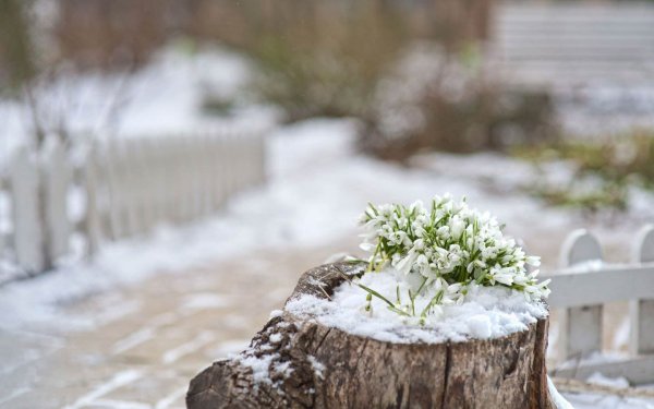 Весна в заснеженном саду