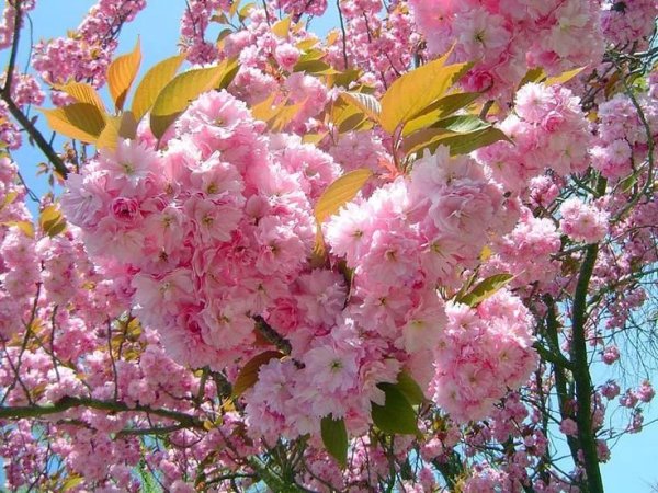 Сакура дерево цветение