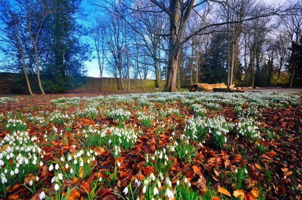 Весенний сад (Spring Topiary Garden)