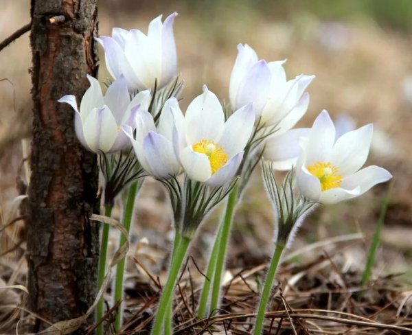 Природа весной