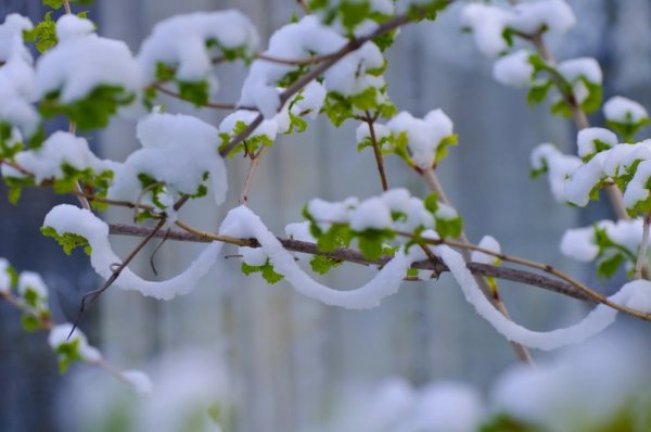 Весенний снегопад