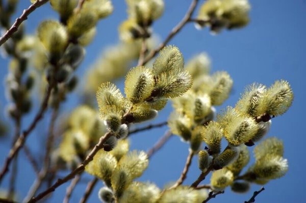Дерево Верба для детей