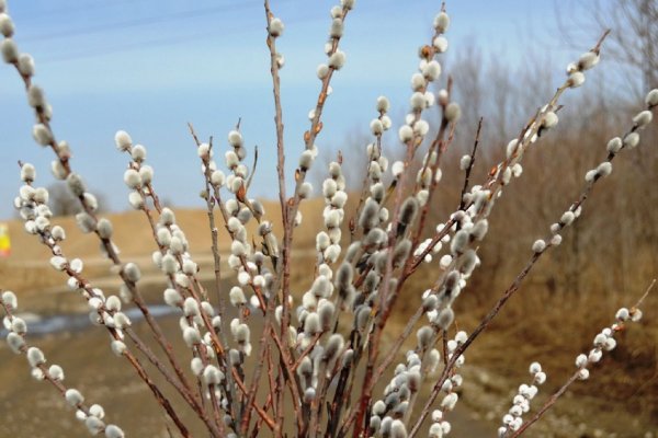 Карликовая Верба