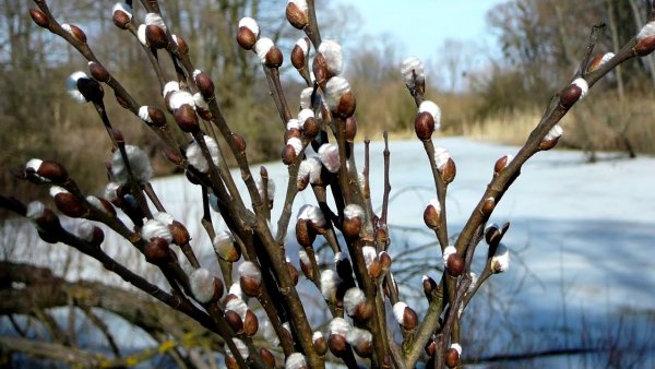 Верба на фоне неба