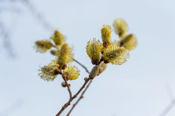 Весна небо Цветущая Верба