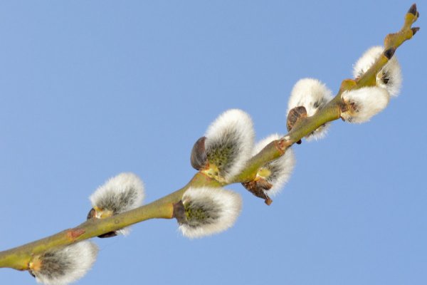 Ива почки Верба почки