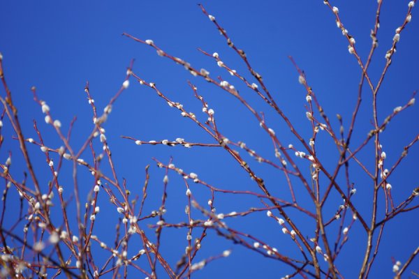 Белотал краснотал