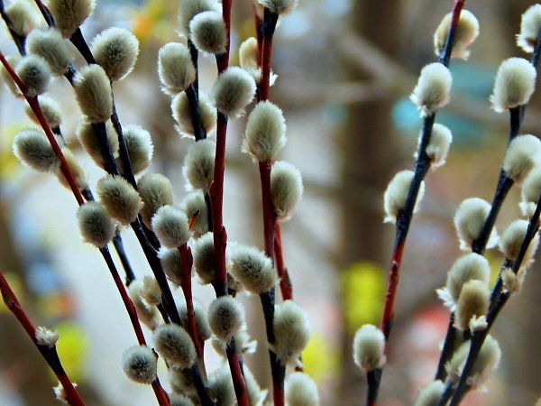 Вербовый куст