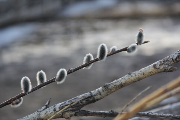 Весеннее солнце Верба