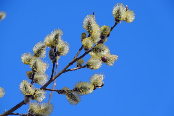Весенняя ветка вербы