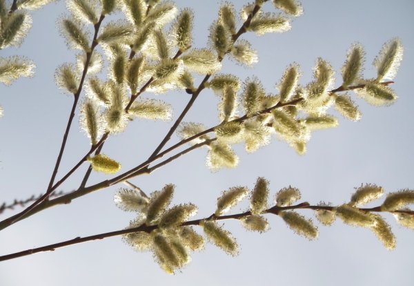 Верба цветет