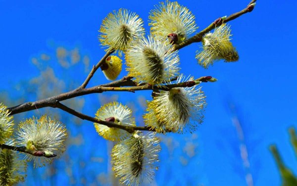 Дерево похожее на вербу
