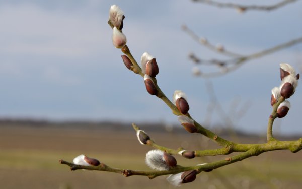 Вербная веточка