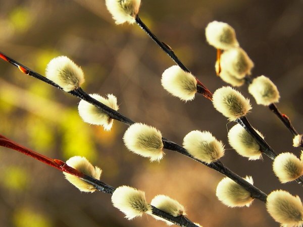 Верба листья