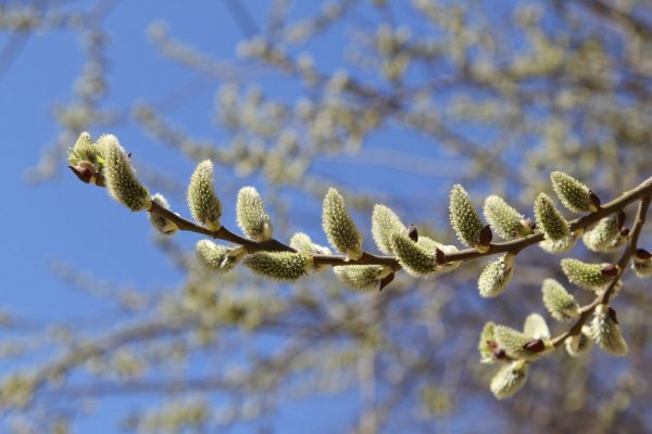 Верба Адмирал