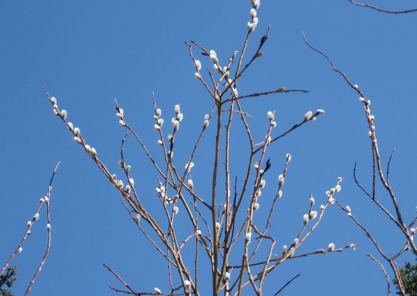 Распустившаяся ветка вербы