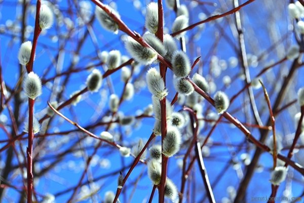 Верба обыкновенная дерево
