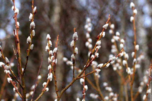 Верба дерево Ива остролистная