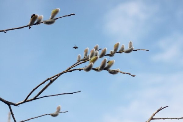 С Вербным воскресеньем