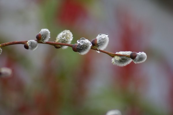 Верба на Вербное воскресенье