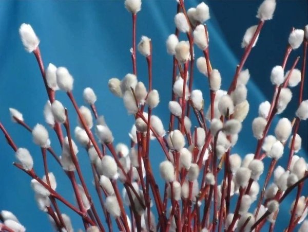 21 Марта весенний Солнцеворот Вербоносица