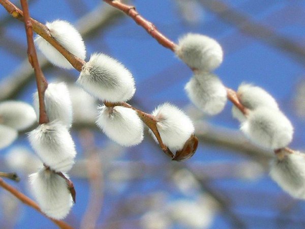 Февраль Весна