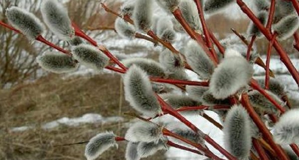 Верба краснотал