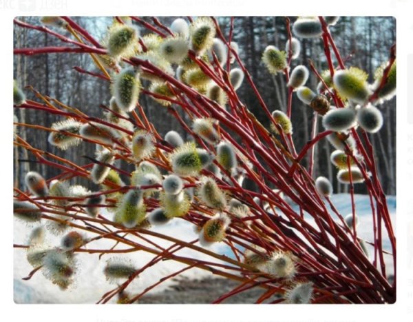 Веточки вербы ранней весной