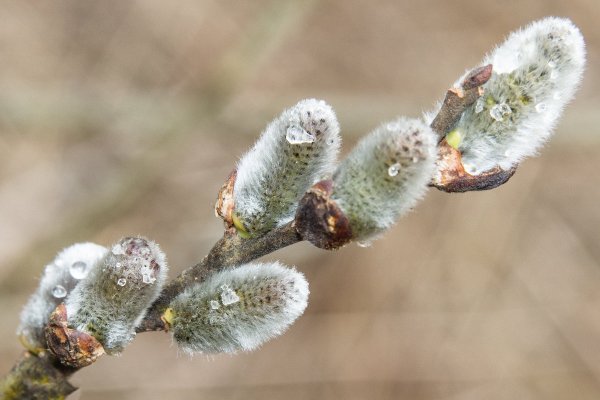 Верба растение