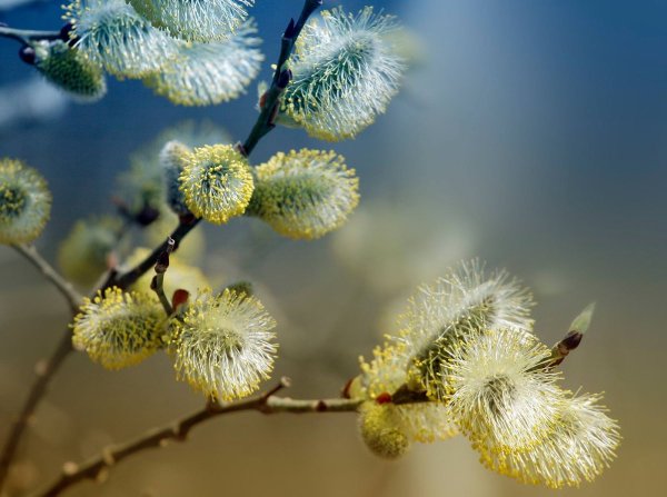Верба почки распустила
