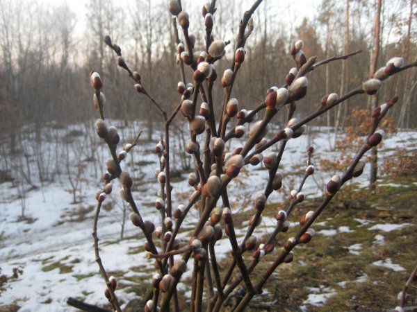 Вербное воскресенье фон