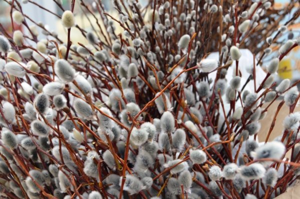 Верба живопись