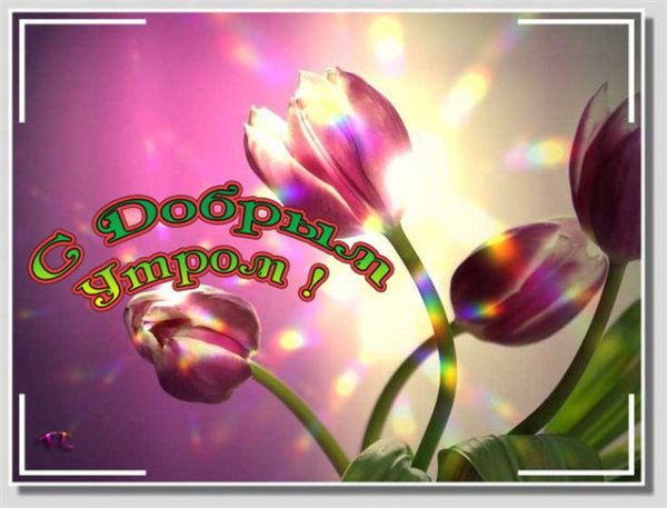 Доброе летнее утро субботы